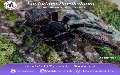 lasiodora parahybana female juvi tarantula